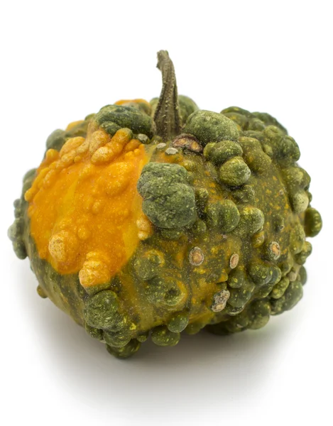 Pimply decorative pumpkin — Stock Photo, Image