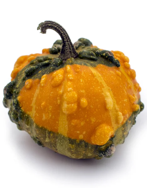 Pimply decorative pumpkin — Stock Photo, Image