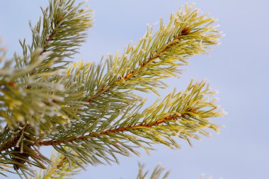 Sibirya kürk-ağacın karşı kar