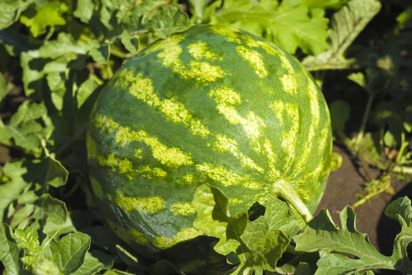 Saftige Wassermelone auf einem Bett Stockfoto