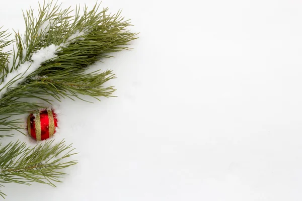 Pine branch with a red New Year's sphere — Stock Photo, Image