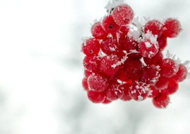 Kartopu meyveleri hoarfrost