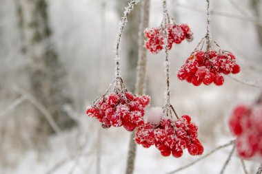 Kartopu meyveleri hoarfrost