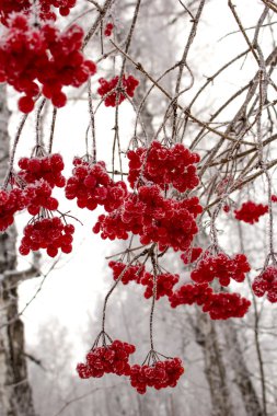 Kartopu meyveleri hoarfrost