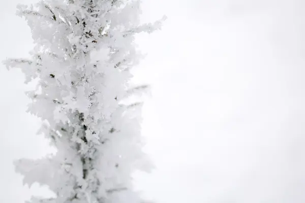 Рождественская елка в инее. Сибирь — стоковое фото