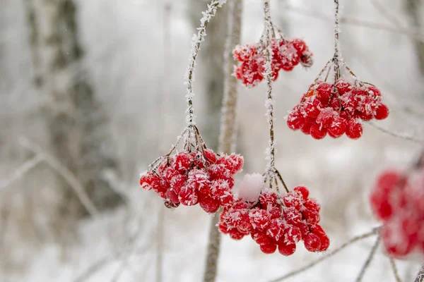 Viburnum berries in hoarfrost — Stock Photo, Image