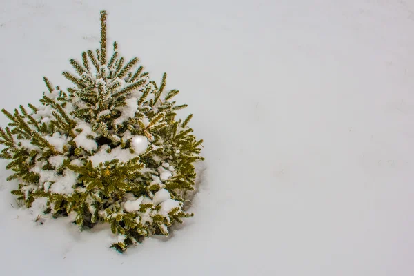 Christmas tree in hoarfrost. Siberia — Stock Photo, Image