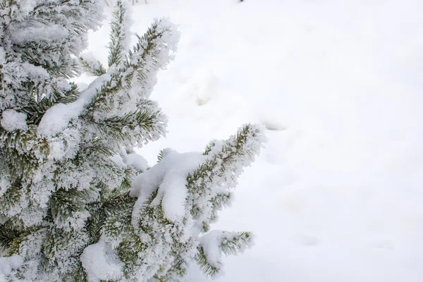 Albero di Natale in hoarfrost. Siberia — Foto Stock