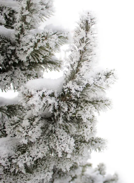 Albero di Natale in hoarfrost. Siberia — Foto Stock