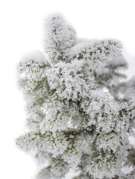 Christmas tree in hoarfrost. Siberia — Stock Photo, Image