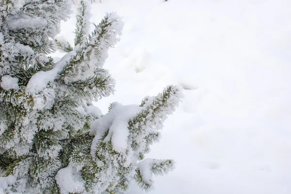 圣诞树上的白霜。西伯利亚 图库图片