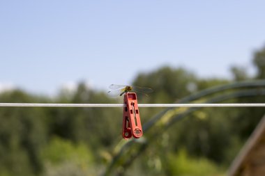 Yusufçuk keten clothespin üzerinde