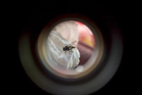 Flyga på en vit bakgrund — Stockfoto