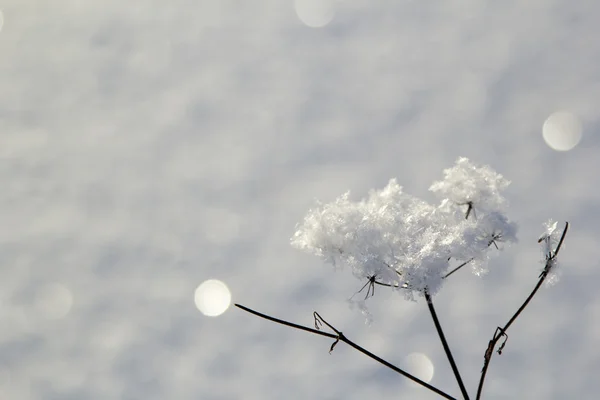 Branch in hoarfrost — Stock Photo, Image