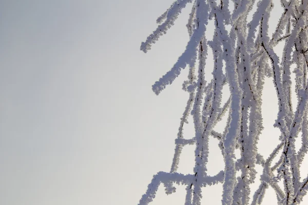 Tree branches in hoarfrost — Stock Photo, Image