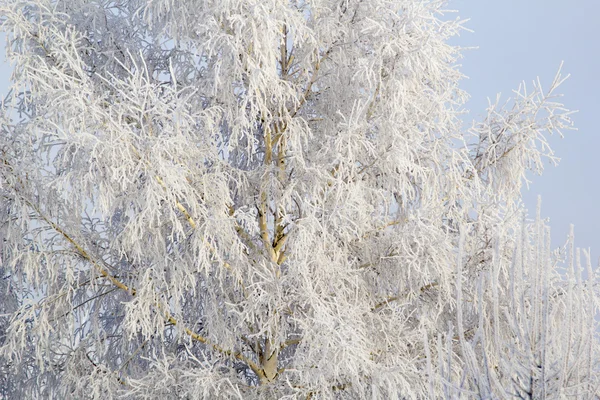 Albero in hoarfrost — Foto Stock