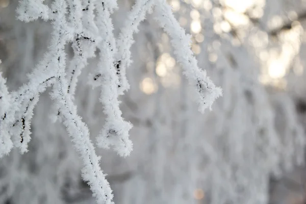 Tree branches in hoarfrost — Stock Photo, Image