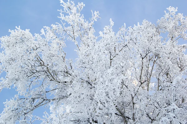 Tree in hoarfrost — Stock Photo, Image