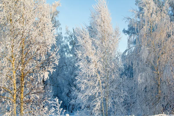 Bois dans le givre blanc — Photo