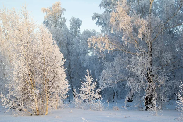 Bois dans le givre blanc — Photo