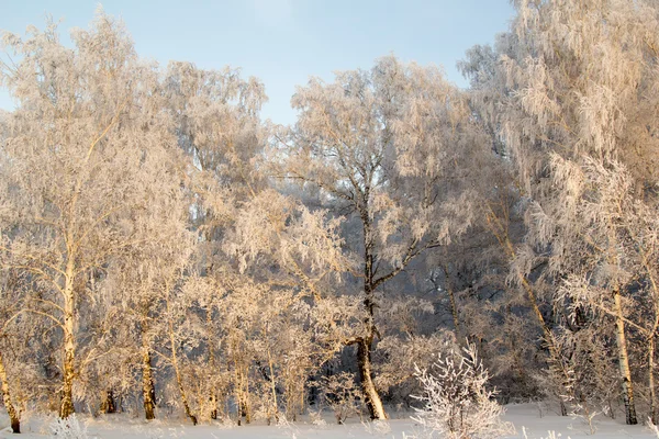 Bois dans le givre blanc — Photo