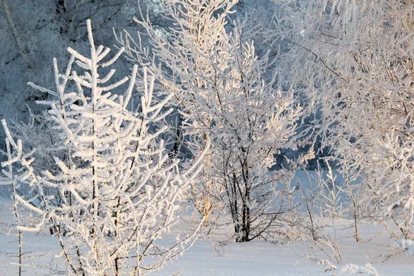 Arbres en gelée blanche — Photo