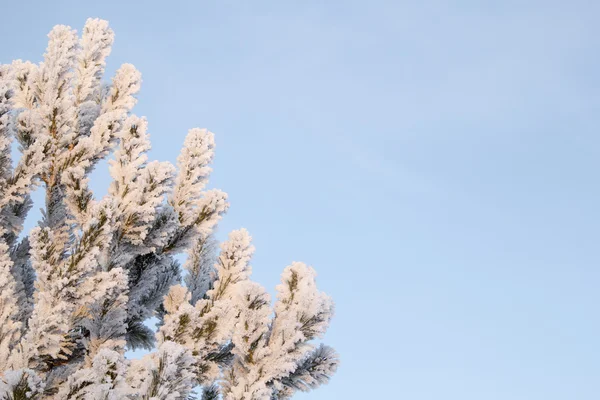 Árbol de Navidad en Hoarfrost —  Fotos de Stock