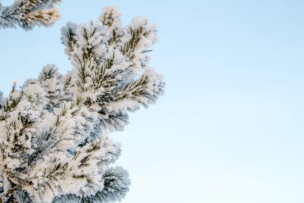 Christmas tree in hoarfrost — Stock Photo, Image