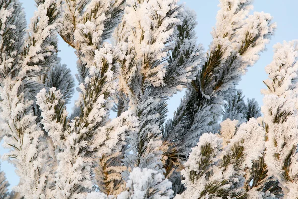 Árbol de Navidad en Hoarfrost —  Fotos de Stock