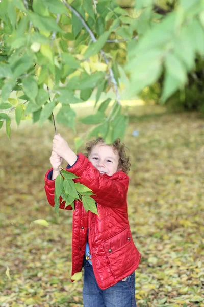 Lockiger Fröhlicher Junge Spaziert Wald Zwischen Bäumen Und Gelben Blättern — Stockfoto