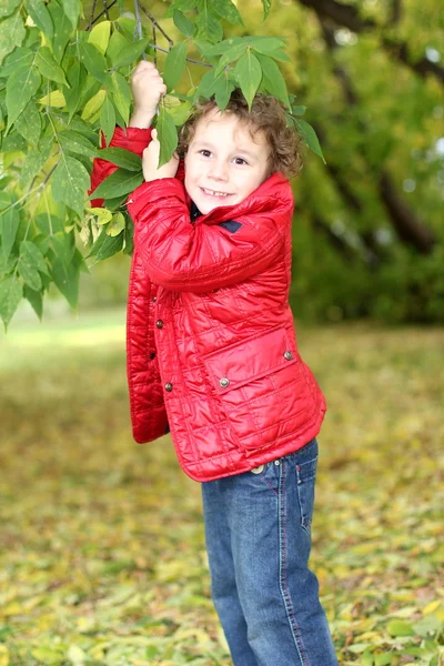 Lockigt Gladlynt Pojke Promenader Skogen Bland Träden Och Gula Blad — Stockfoto