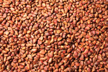 Taze Sibirya çam, sedir fındık ve çam kozalakları - arka plan ve doku