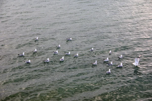 Meeuwen op water — Stockfoto