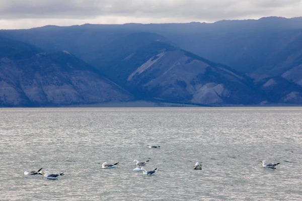 gulls on water, Nature of Baikal lake, Olkhon Island, Russia