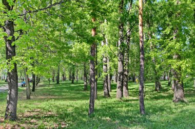bahar, doğa Sibirya, Rusya, Bahar Orman huş ağacı koru