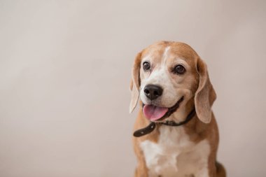 Açık gri arka planda av köpeği portresi. Yakın çekim.. 