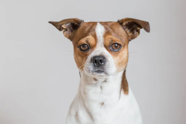 Chihuahua dog looking at camera close up portrait — Stock Photo, Image