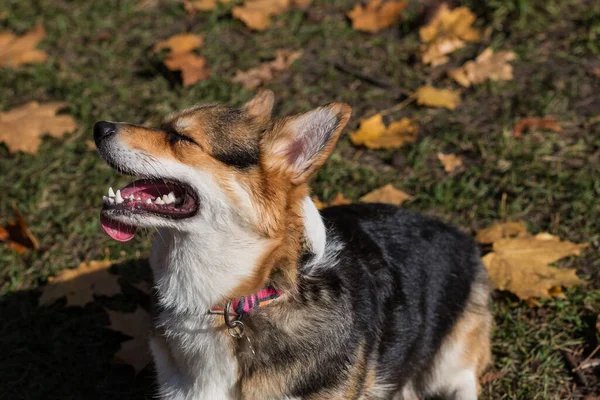 Galês corgi pembroke cão com olhos fechados na floresta de outono — Fotografia de Stock