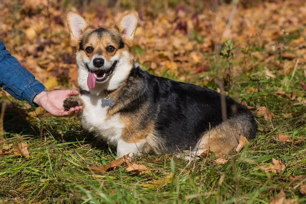 Gallese corgi pembroke cane dare zampa in autunno foresta — Foto Stock