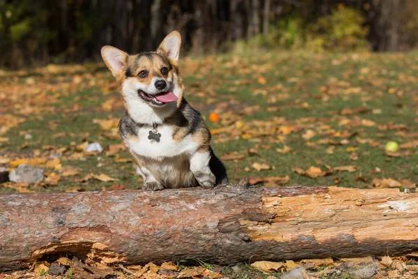 Welsh corgi pembroke dog stand on log w jesiennym lesie — Zdjęcie stockowe