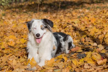 Sarı yapraklar içinde yatan Avustralyalı çoban.