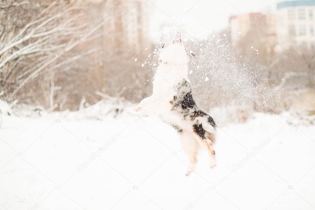 Australian shepherd jumping and playing with snow in winter forest.