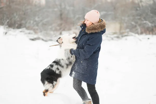 Australian shepherd playing with woman in winter forest. — Stock Photo, Image