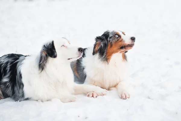 Twee Australische herders in het winterwoud. Bevroren planten. — Stockfoto