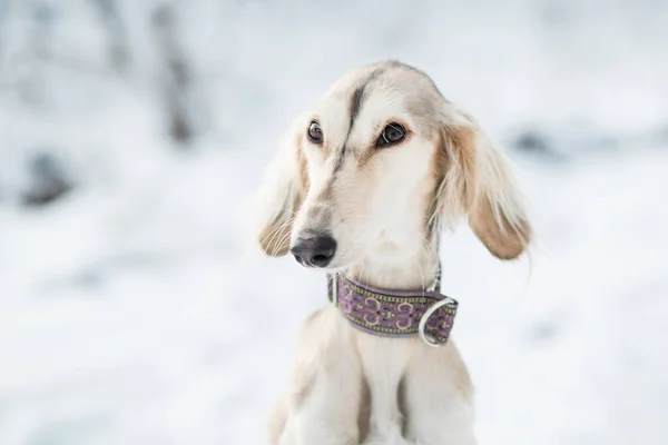 Saluki in winter forest close up portrait. — Stock Photo, Image