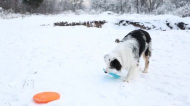 Kış ormanında Avustralya çobanı iki uçan daire ile oynuyor.