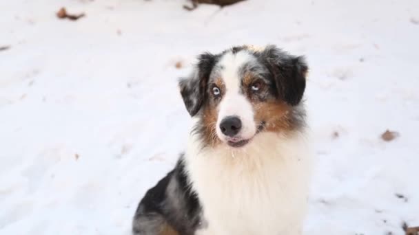 Australian shepherd in winter forest with mixed colours eyes close up portrait. — Stock Video