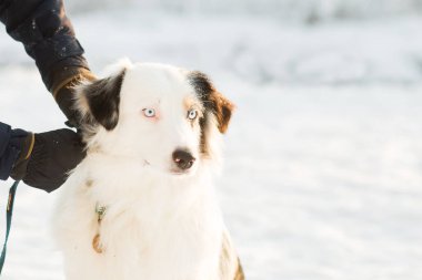 Kış ormanında Avustralya çobanı yaklaşıyor. Tasmalı eller.
