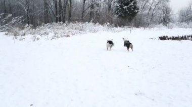 Kış ormanında Çekiciyle oynayan iki Avusturyalı çoban.