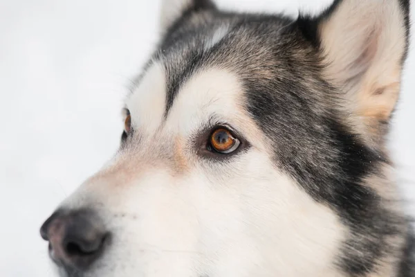 Alaskański malamute w zimowym lesie. Zamknij portret. widok z boku. — Zdjęcie stockowe